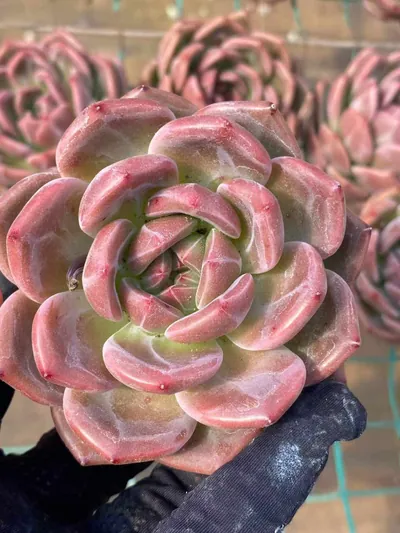 Echeveria Short-leaf Champagne succulent — wholesale export from Yunnan, China
