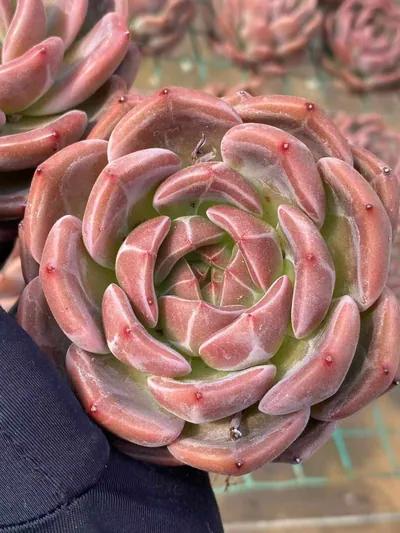 Echeveria Short-leaf Champagne (短叶香槟) succulent — wholesale bare-root export from Yunnan, China (2 of 4)