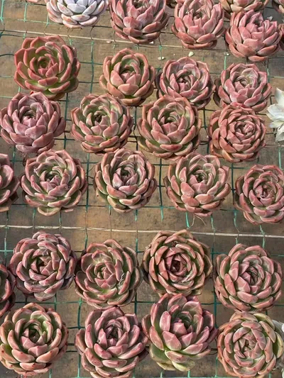 Echeveria Short-leaf Champagne (短叶香槟) succulent — wholesale bare-root export from Yunnan, China (4 of 4)