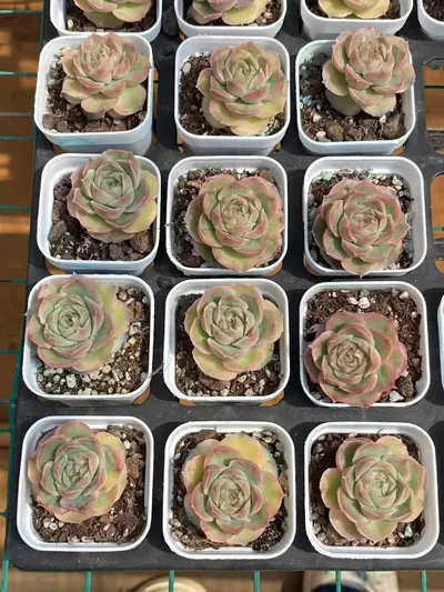 Echeveria Shrimp Dumpling (虾饺) succulent — wholesale bare-root export from Yunnan, China (5 of 7)
