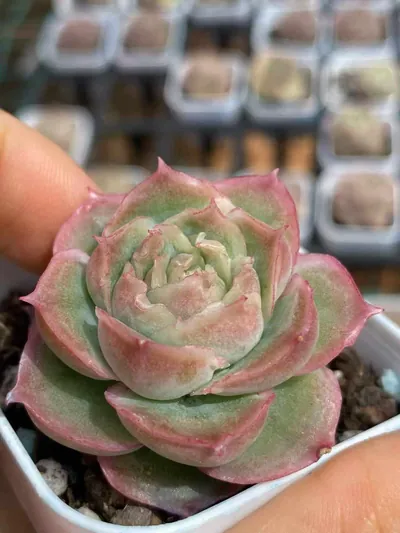 Echeveria Shrimp Dumpling succulent — wholesale export from Yunnan, China
