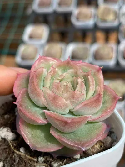 Echeveria Shrimp Dumpling (虾饺) succulent — wholesale bare-root export from Yunnan, China (2 of 7)