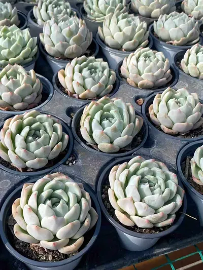 Echeveria Slender Feather (芊羽) succulent — wholesale bare-root export from Yunnan, China (4 of 5)