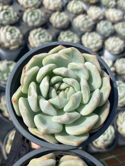 Echeveria Slender Feather succulent — wholesale export from Yunnan, China