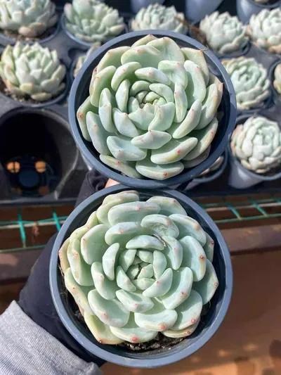Echeveria Slender Feather (芊羽) succulent — wholesale bare-root export from Yunnan, China (2 of 5)