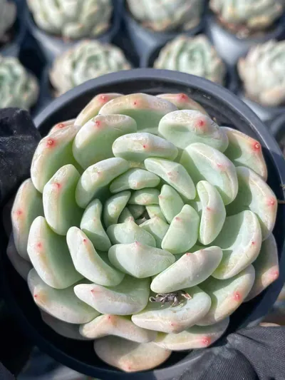 Echeveria Slender Feather (芊羽) succulent — wholesale bare-root export from Yunnan, China (5 of 5)