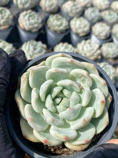 Echeveria Slender Feather (芊羽) succulent — wholesale bare-root export from Yunnan, China (3 of 5)