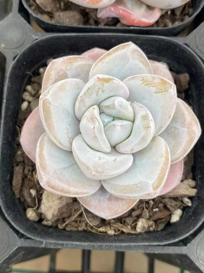 Echeveria Snow Porcelain succulent — wholesale export from Yunnan, China