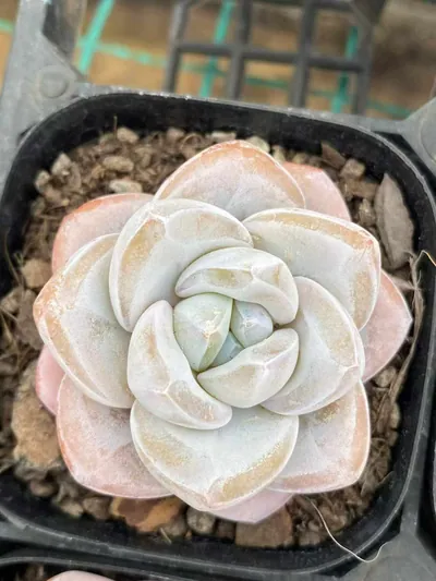 Echeveria Snow Porcelain (雪瓷) succulent — wholesale bare-root export from Yunnan, China (2 of 4)
