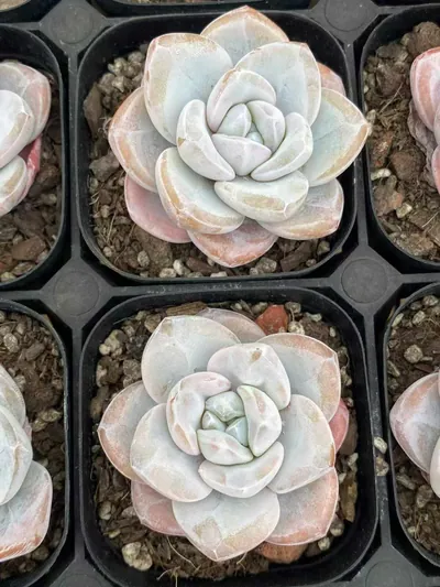 Echeveria Snow Porcelain (雪瓷) succulent — wholesale bare-root export from Yunnan, China (3 of 4)