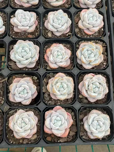 Echeveria Snow Porcelain (雪瓷) succulent — wholesale bare-root export from Yunnan, China (4 of 4)