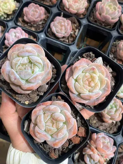 Echeveria Snow Tower (雪塔) succulent — wholesale bare-root export from Yunnan, China (4 of 4)