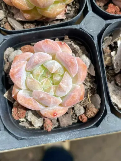 Echeveria Snow Tower (雪塔) succulent — wholesale bare-root export from Yunnan, China (3 of 4)