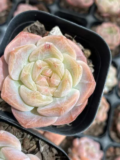 Echeveria Snow Tower (雪塔) succulent — wholesale bare-root export from Yunnan, China (2 of 4)