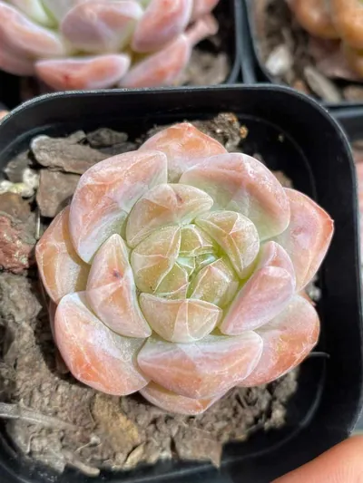 Echeveria Snow Tower succulent — wholesale export from Yunnan, China
