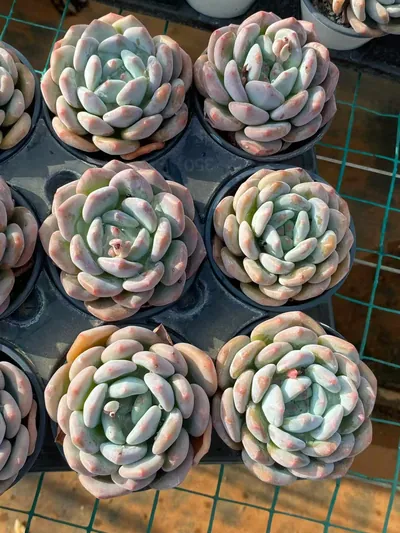 Echeveria Snow Treasure (雪宝) succulent — wholesale bare-root export from Yunnan, China (4 of 4)