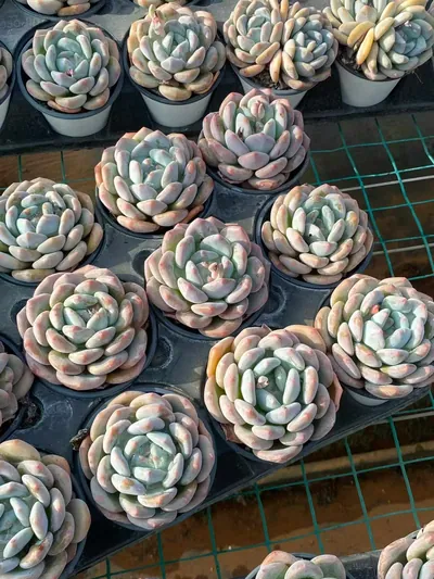 Echeveria Snow Treasure (雪宝) succulent — wholesale bare-root export from Yunnan, China (2 of 4)