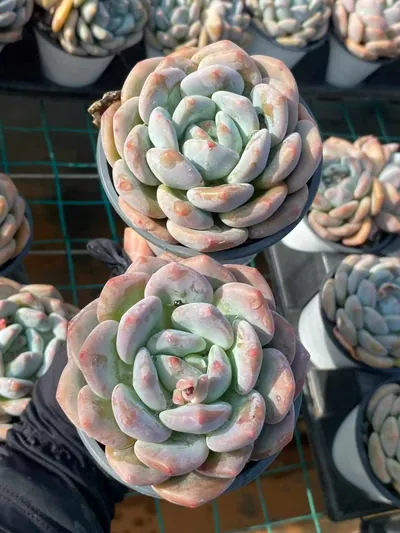 Echeveria Snow Treasure (雪宝) succulent — wholesale bare-root export from Yunnan, China (3 of 4)