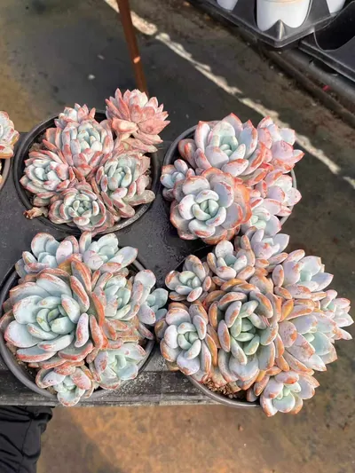 Echeveria Snow Treasure Cluster (雪宝群) succulent — wholesale bare-root export from Yunnan, China (5 of 5)