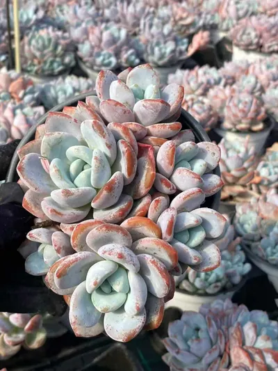 Echeveria Snow Treasure Cluster (雪宝群) succulent — wholesale bare-root export from Yunnan, China (2 of 5)