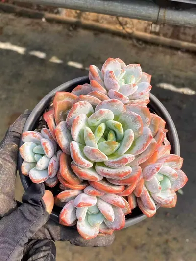 Echeveria Snow Treasure Cluster succulent — wholesale export from Yunnan, China