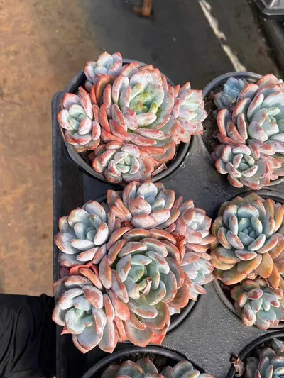 Echeveria Snow Treasure Cluster (雪宝群) succulent — wholesale bare-root export from Yunnan, China (3 of 5)