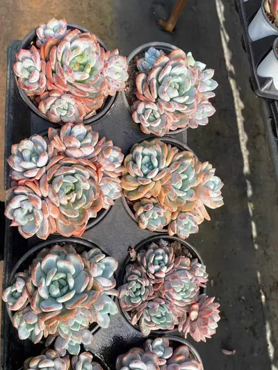 Echeveria Snow Treasure Cluster (雪宝群) succulent — wholesale bare-root export from Yunnan, China (4 of 5)
