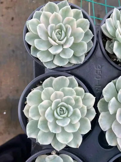 Echeveria Snowball Variegated (雪球锦) succulent — wholesale bare-root export from Yunnan, China (2 of 4)