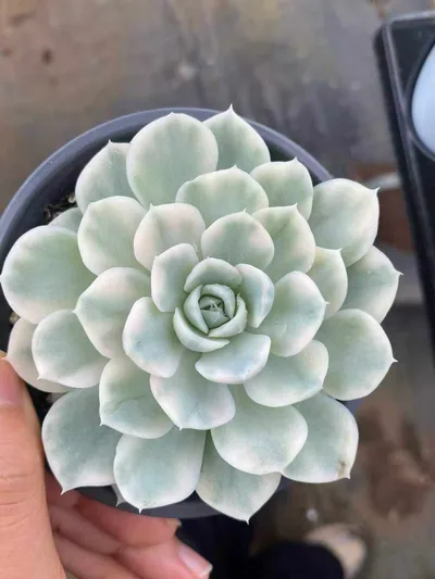 Echeveria Snowball Variegated (雪球锦) succulent — wholesale bare-root export from Yunnan, China (3 of 4)