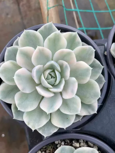 Echeveria Snowball Variegated succulent — wholesale export from Yunnan, China