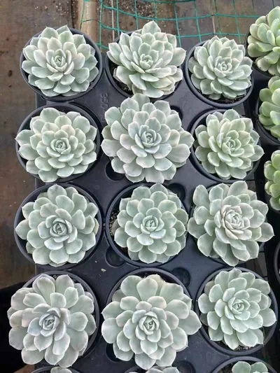 Echeveria Snowball Variegated (雪球锦) succulent — wholesale bare-root export from Yunnan, China (4 of 4)
