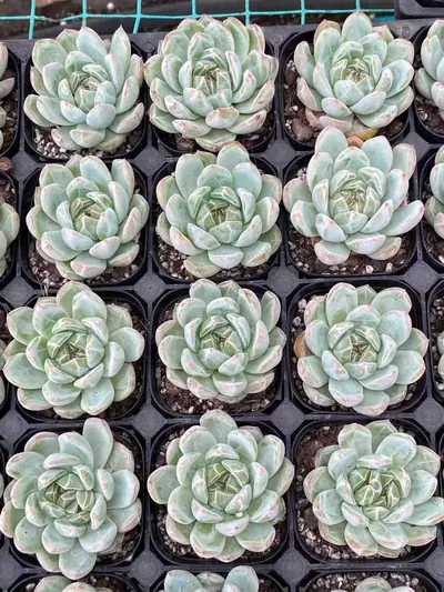 Echeveria Snowflake Jenny (雪花珍妮) succulent — wholesale bare-root export from Yunnan, China (5 of 5)