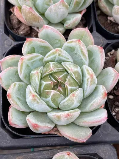 Echeveria Snowflake Jenny succulent — wholesale export from Yunnan, China