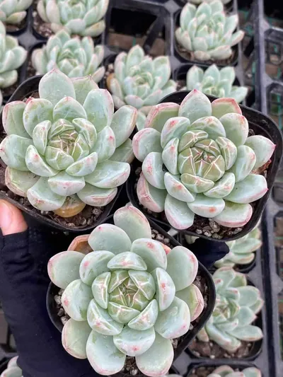 Echeveria Snowflake Jenny (雪花珍妮) succulent — wholesale bare-root export from Yunnan, China (2 of 5)