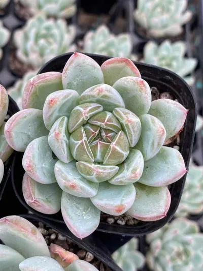 Echeveria Snowflake Jenny (雪花珍妮) succulent — wholesale bare-root export from Yunnan, China (4 of 5)