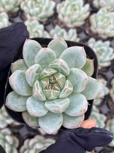 Echeveria Snowflake Jenny (雪花珍妮) succulent — wholesale bare-root export from Yunnan, China (3 of 5)