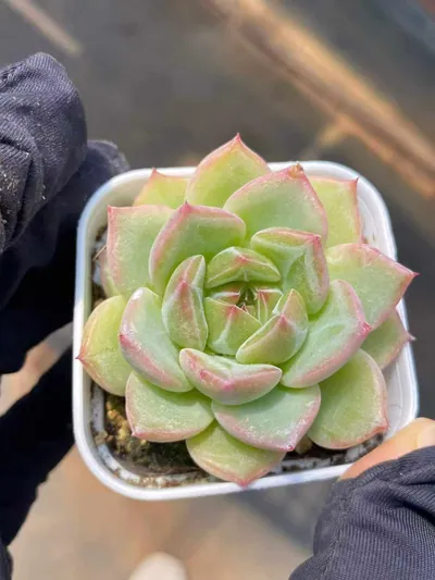 Echeveria Snowflake Jenny sp. succulent — wholesale export from Yunnan, China