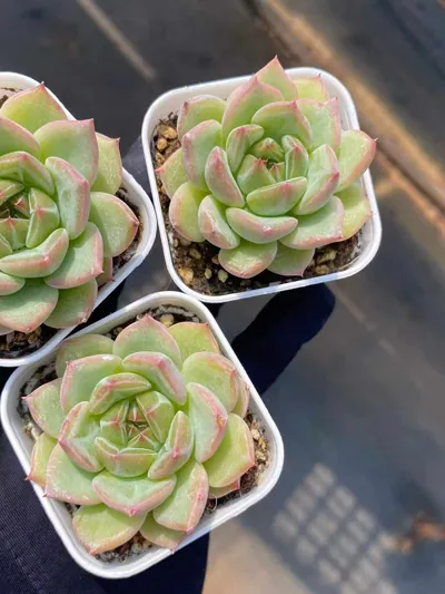 Echeveria Snowflake Jenny sp. (雪花珍妮sp) succulent — wholesale bare-root export from Yunnan, China (2 of 4)