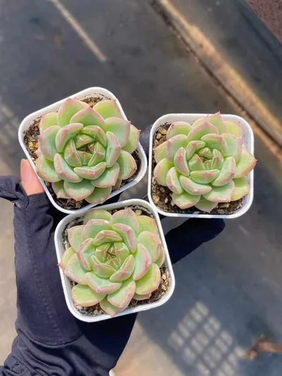 Echeveria Snowflake Jenny sp. (雪花珍妮sp) succulent — wholesale bare-root export from Yunnan, China (4 of 4)