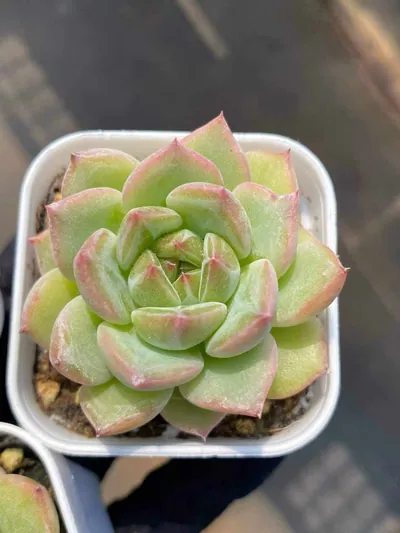 Echeveria Snowflake Jenny sp. (雪花珍妮sp) succulent — wholesale bare-root export from Yunnan, China (3 of 4)