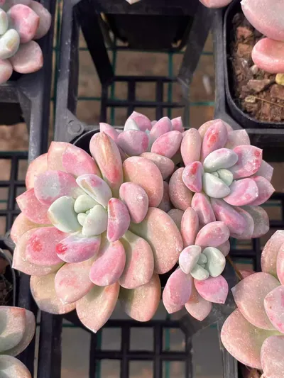 Echeveria Spotted Deer succulent — wholesale export from Yunnan, China