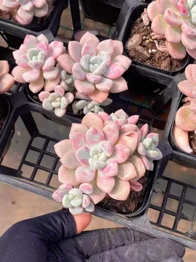 Echeveria Spotted Deer (花斑鹿) succulent — wholesale bare-root export from Yunnan, China (4 of 5)