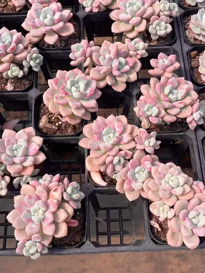 Echeveria Spotted Deer (花斑鹿) succulent — wholesale bare-root export from Yunnan, China (2 of 5)