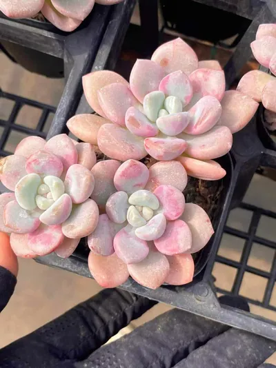 Echeveria Spotted Deer (花斑鹿) succulent — wholesale bare-root export from Yunnan, China (3 of 5)