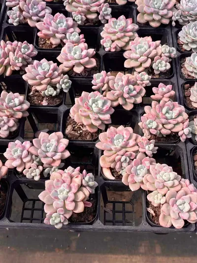 Echeveria Spotted Deer (花斑鹿) succulent — wholesale bare-root export from Yunnan, China (5 of 5)
