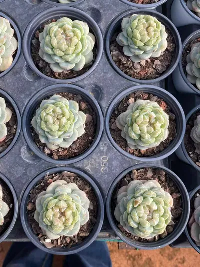 Echeveria Spring Garden (沁园春) succulent — wholesale bare-root export from Yunnan, China (5 of 5)
