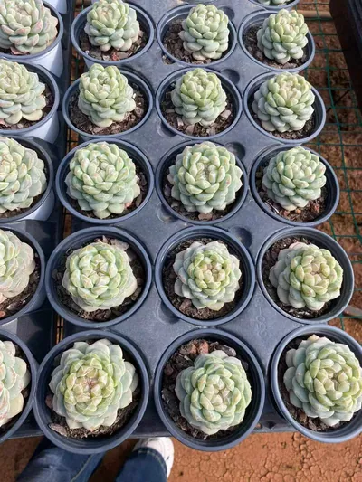 Echeveria Spring Garden (沁园春) succulent — wholesale bare-root export from Yunnan, China (3 of 5)