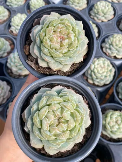 Echeveria Spring Garden (沁园春) succulent — wholesale bare-root export from Yunnan, China (4 of 5)