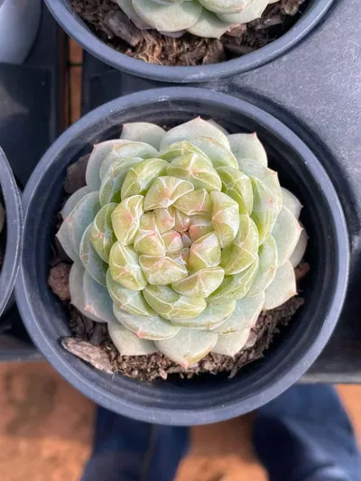 Echeveria Spring Garden (沁园春) succulent — wholesale bare-root export from Yunnan, China (2 of 5)