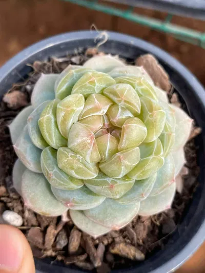 Echeveria Spring Garden succulent — wholesale export from Yunnan, China